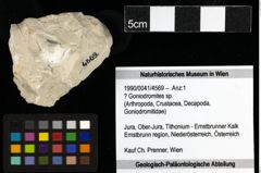 Foto (Objekt + Etiketten) von ? Goniodromites sp. 
